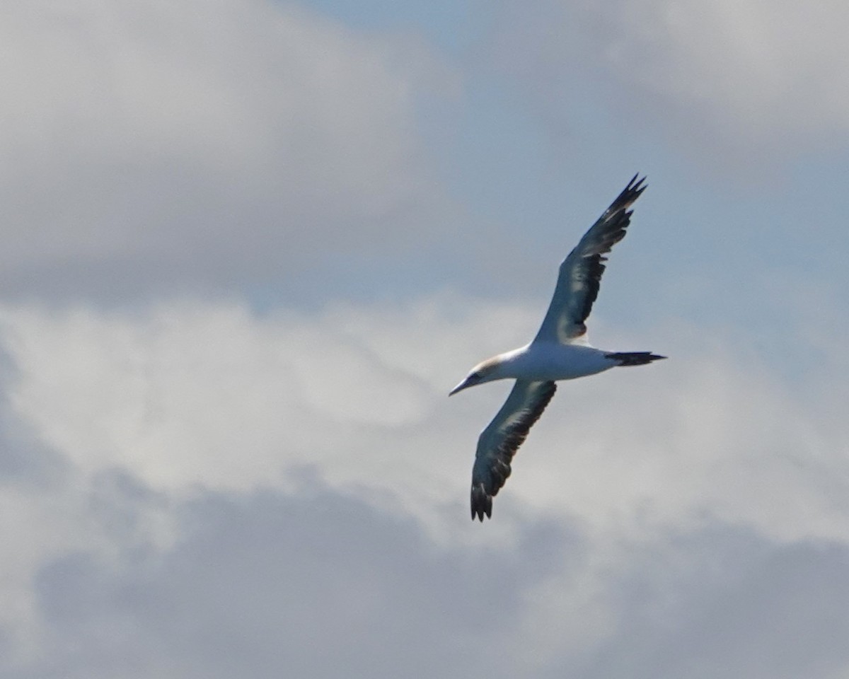 Australasian Gannet - ML646399331