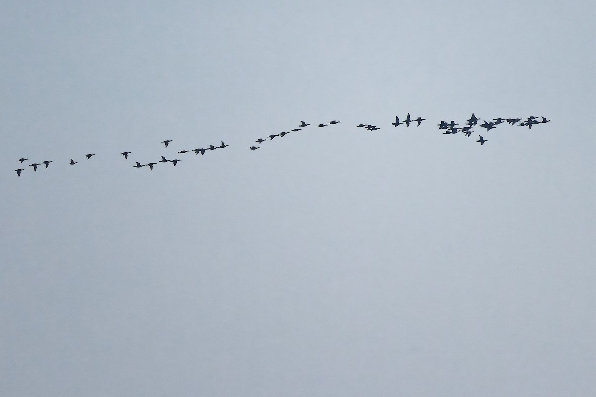 ヨーロッパクロガモ - ML646399333