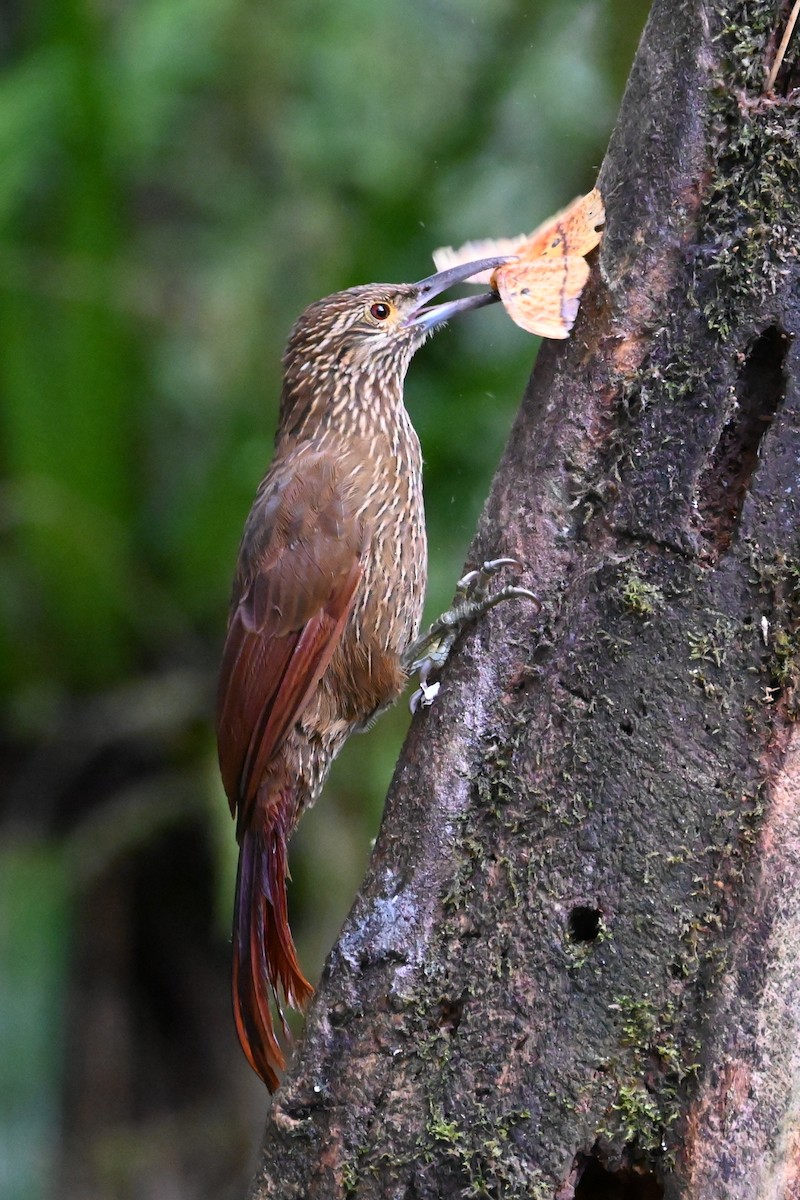 Strong-billed Woodcreeper - ML646399336