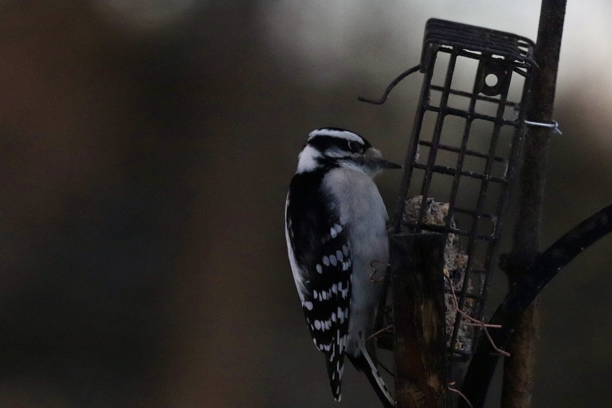 セジロコゲラ - ML646399337