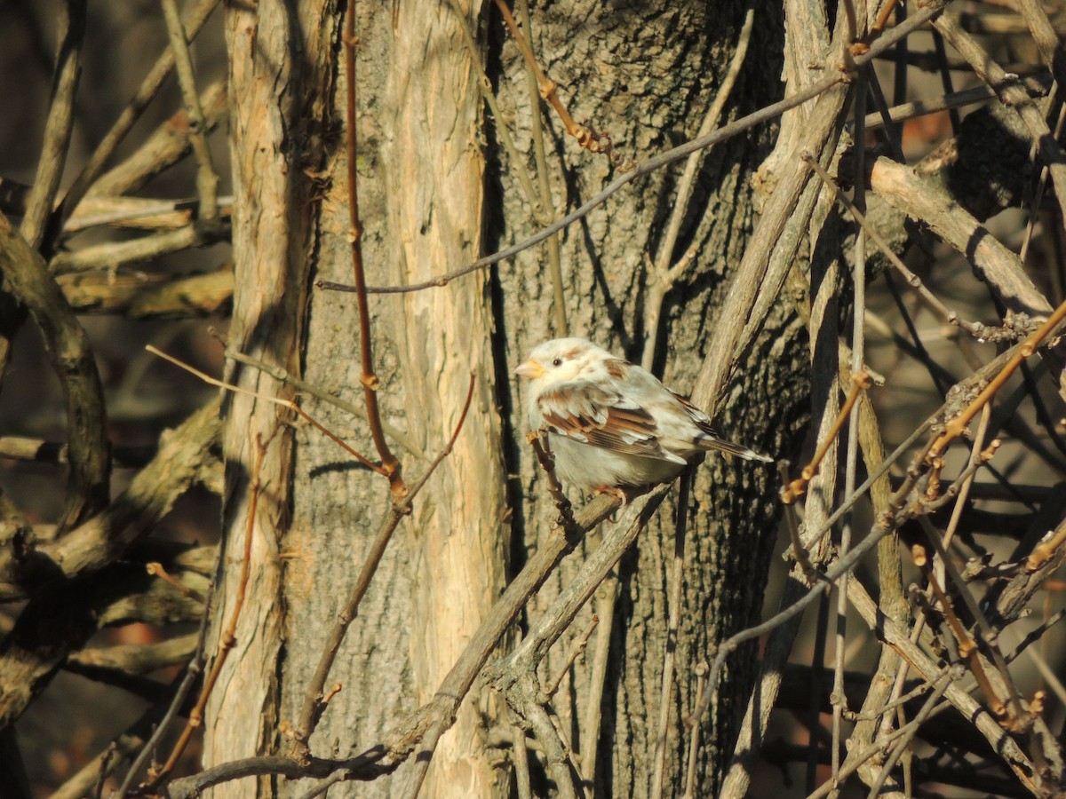 House Sparrow - ML646399338