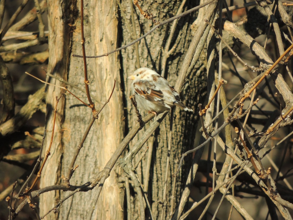 House Sparrow - ML646399339