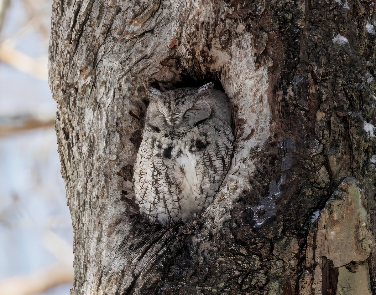 Eastern Screech-Owl - ML646399343