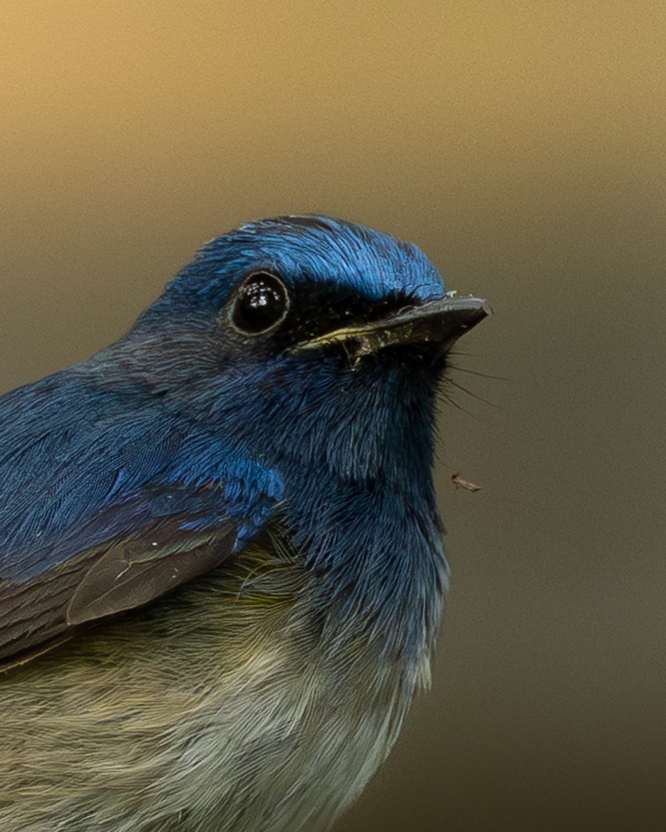 Hainan Blue Flycatcher - ML646399344