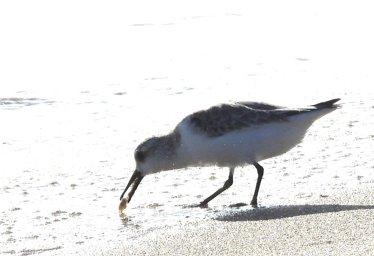 Sanderling - ML646399347
