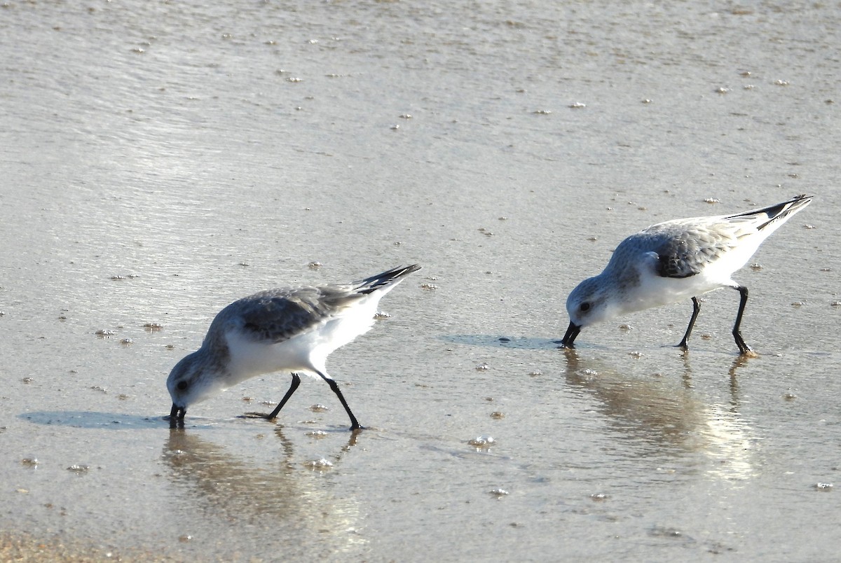 Sanderling - ML646399348