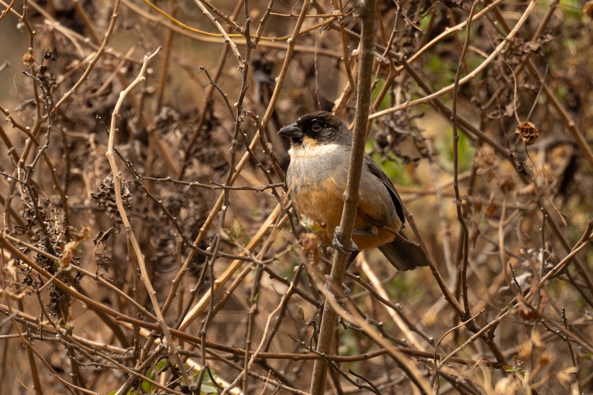 Rusty-bellied Brushfinch - ML646399349
