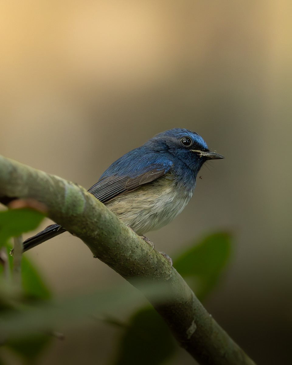 Hainan Blue Flycatcher - ML646399352