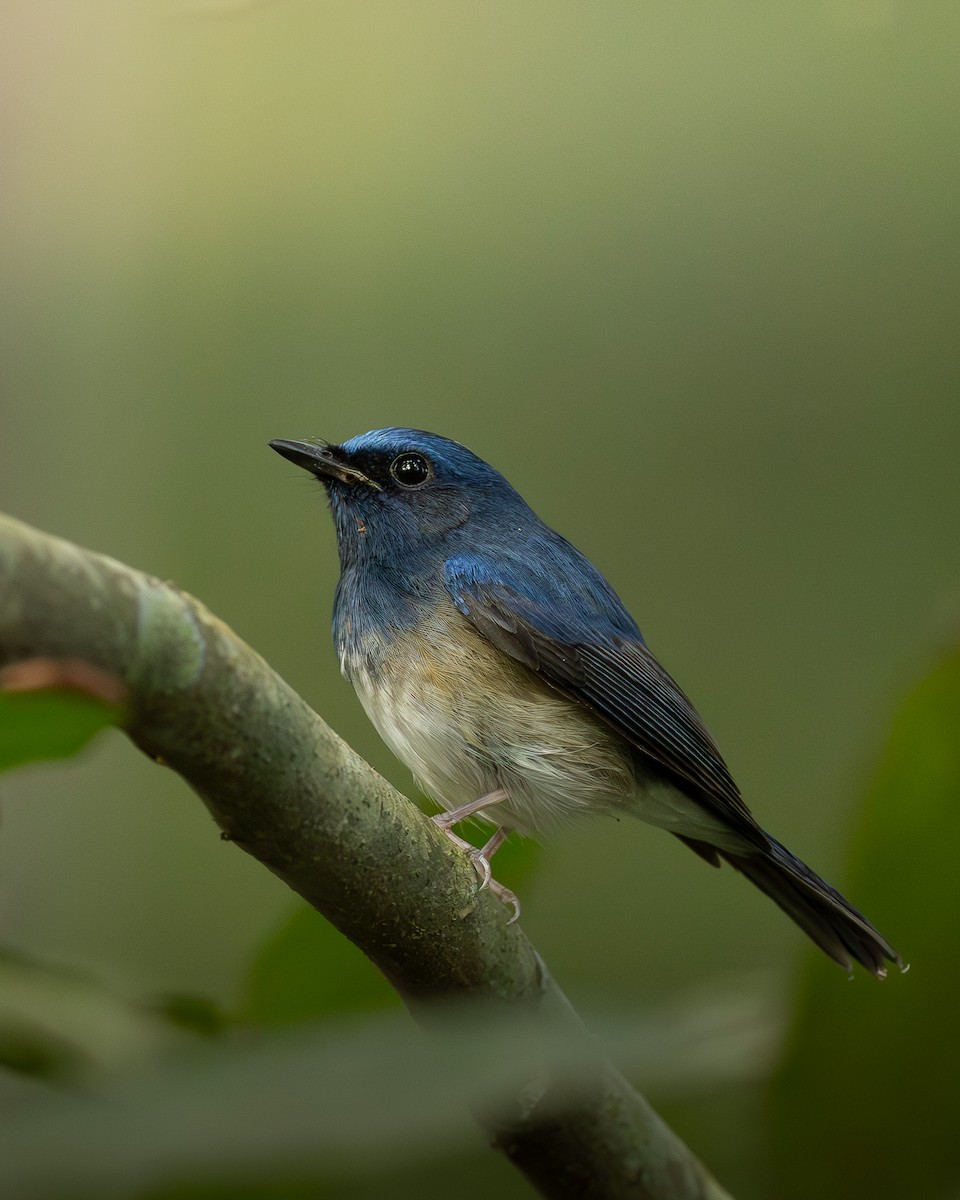 Hainan Blue Flycatcher - ML646399353