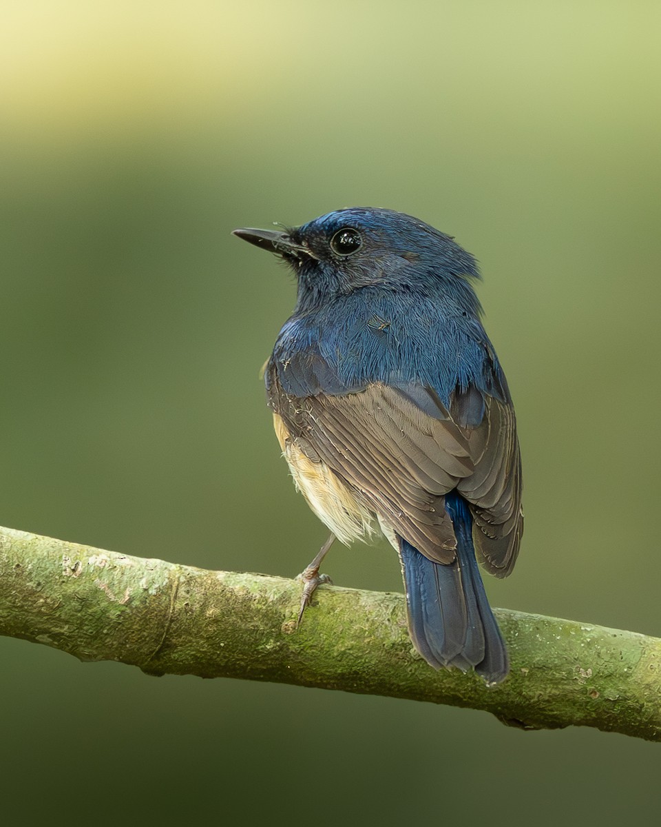 Hainan Blue Flycatcher - ML646399354