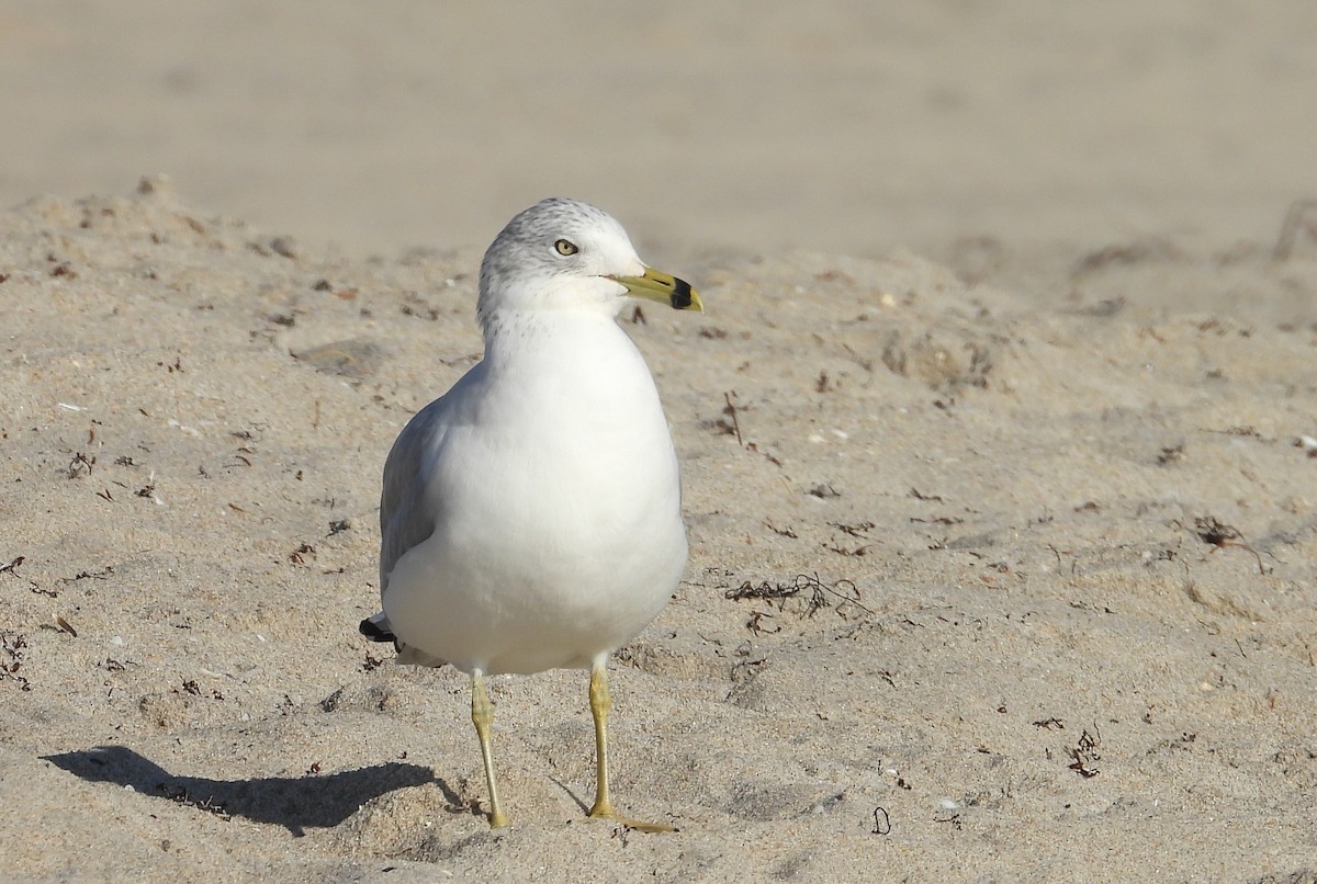 Ring-billed Gull - ML646399362