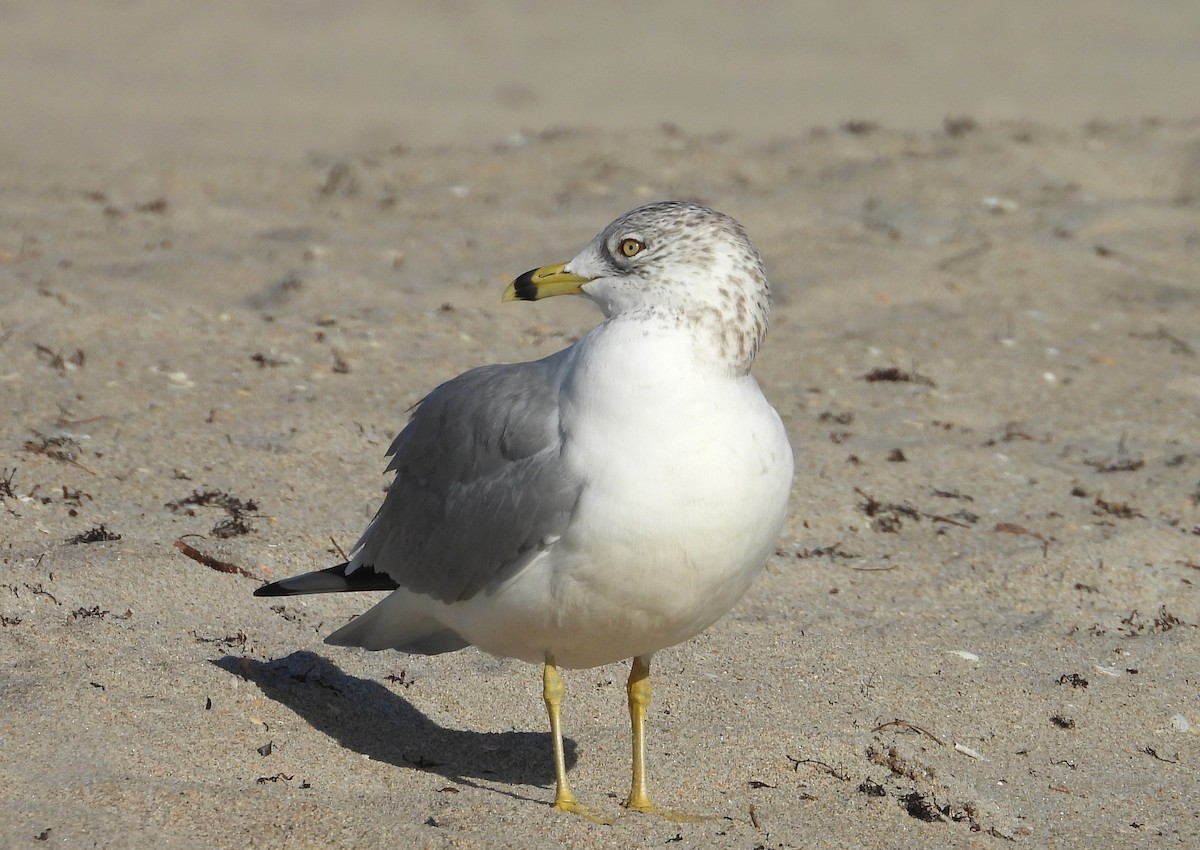 Ring-billed Gull - ML646399363