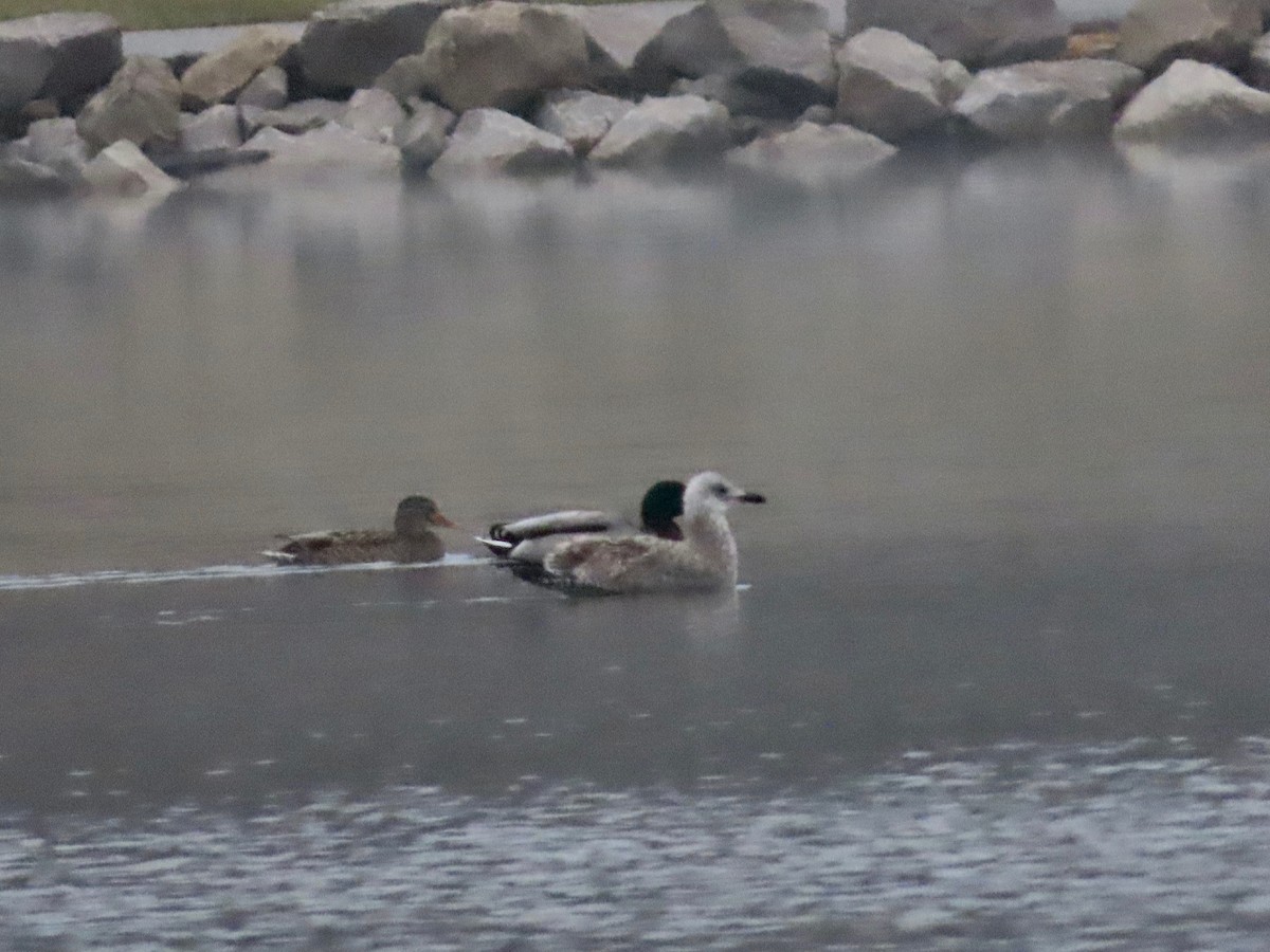 Ring-billed Gull - ML646399370