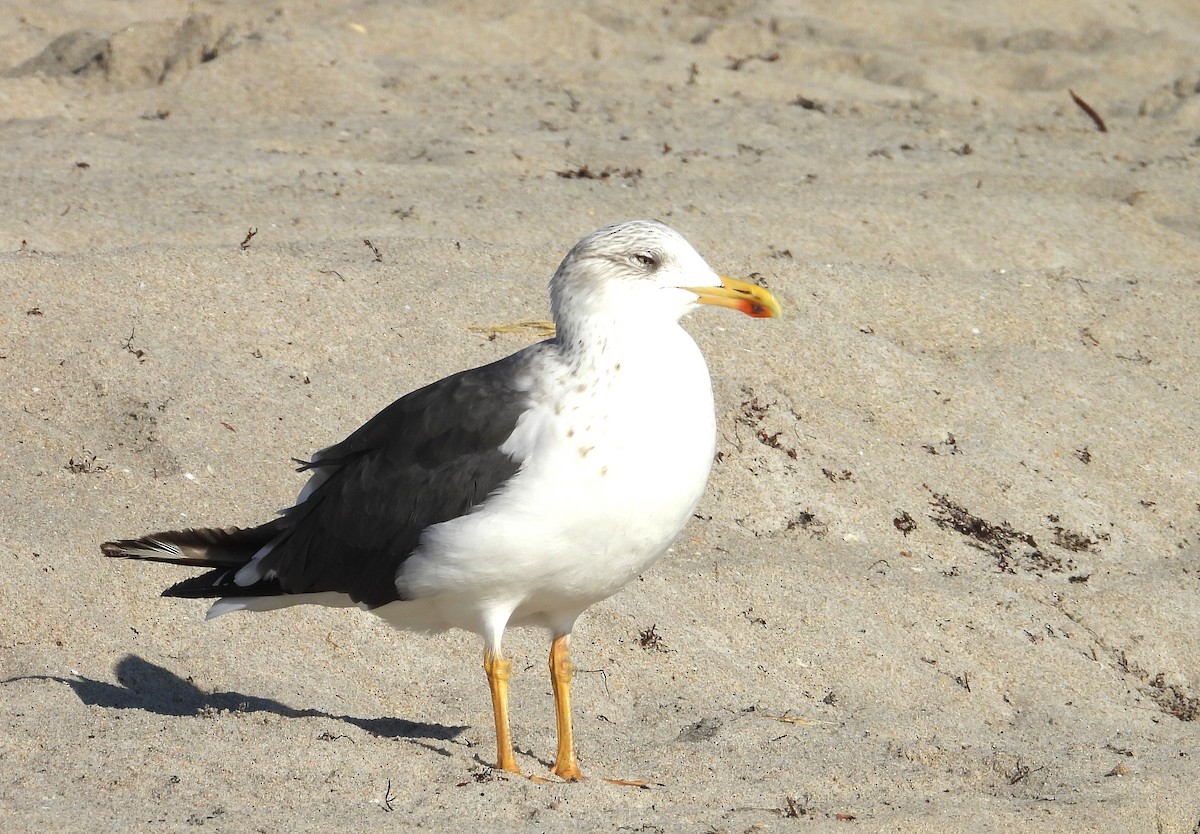 Lesser Black-backed Gull - ML646399372