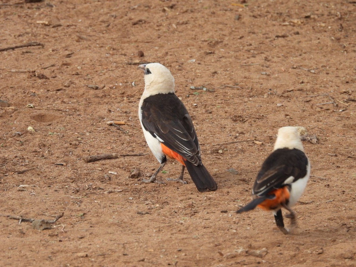 Starweber - ML646399373