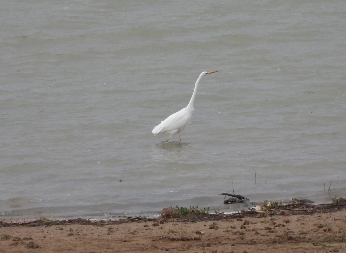 Great Egret - ML646399375