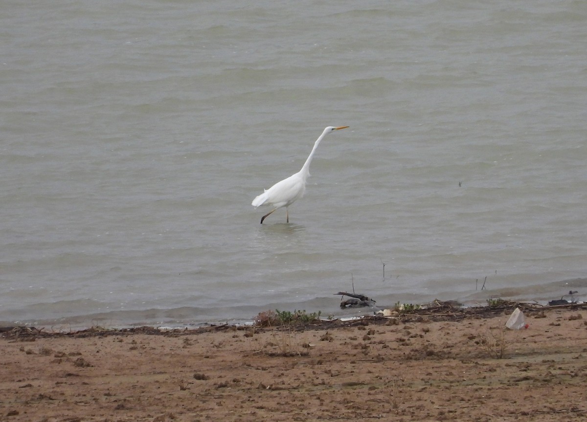 Great Egret - ML646399376