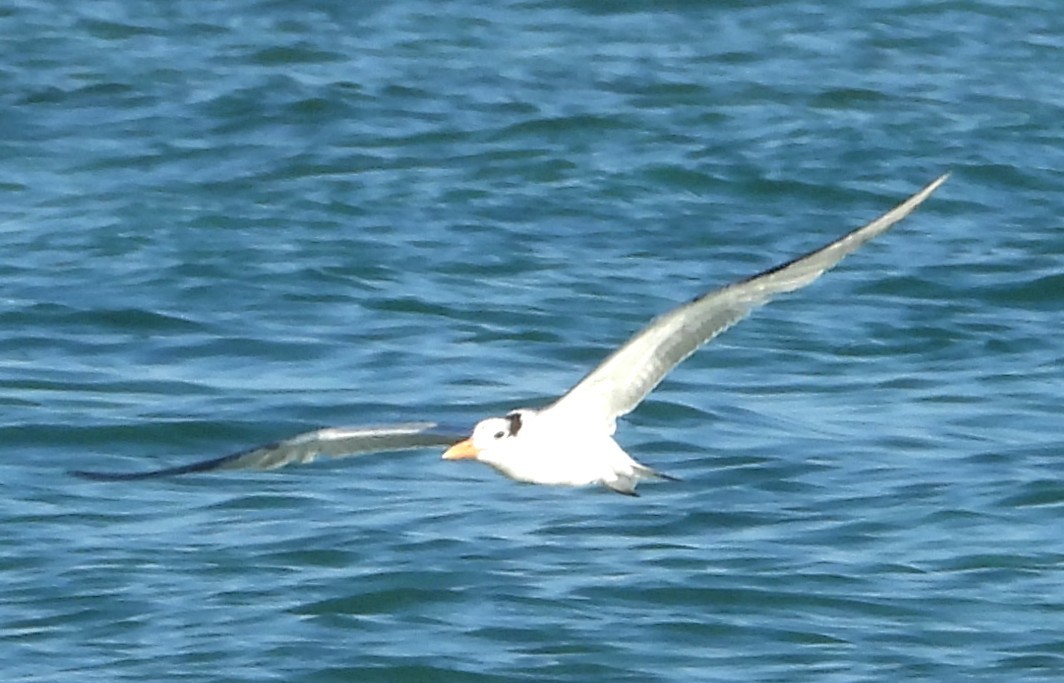 Royal Tern - ML646399381