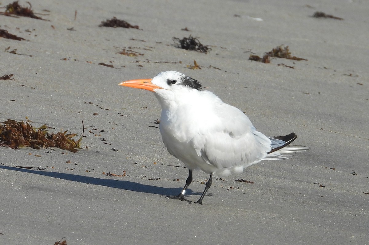 Royal Tern - ML646399382