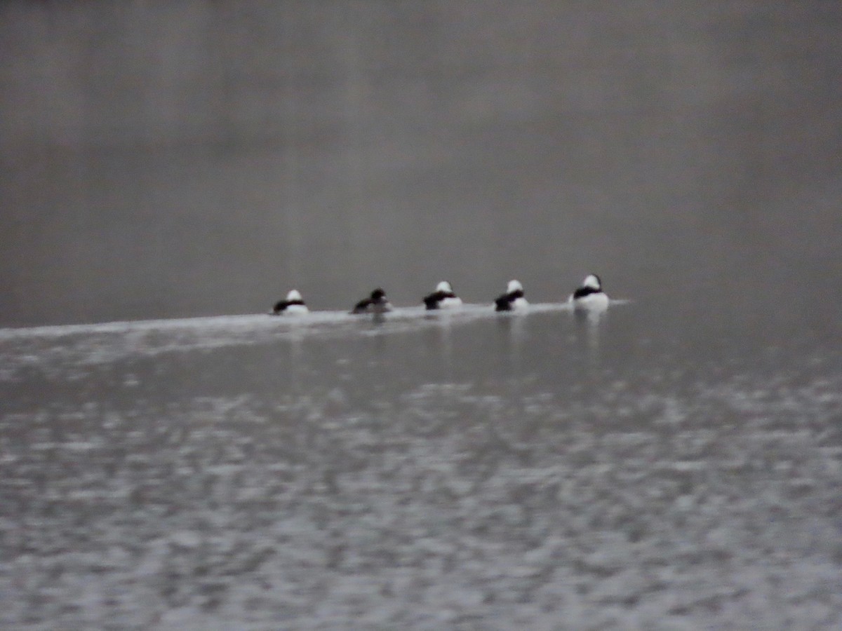 Bufflehead - ML646399383