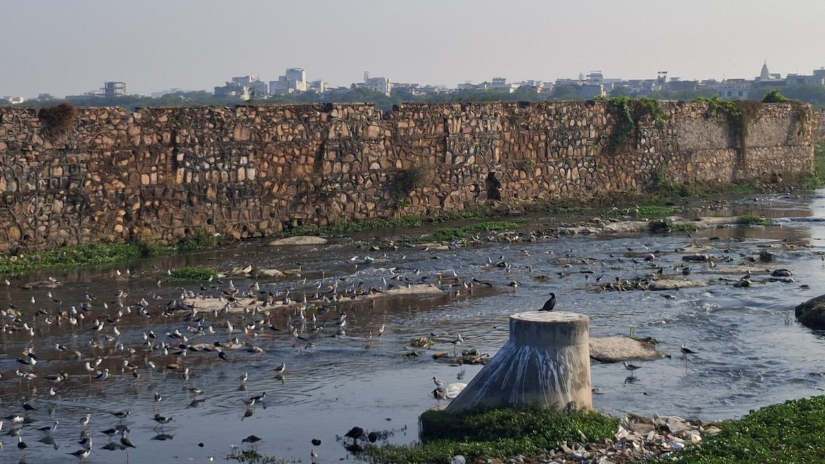 Black-winged Stilt - ML646399384