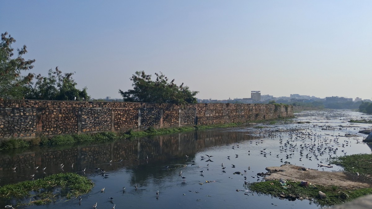 Black-winged Stilt - ML646399385