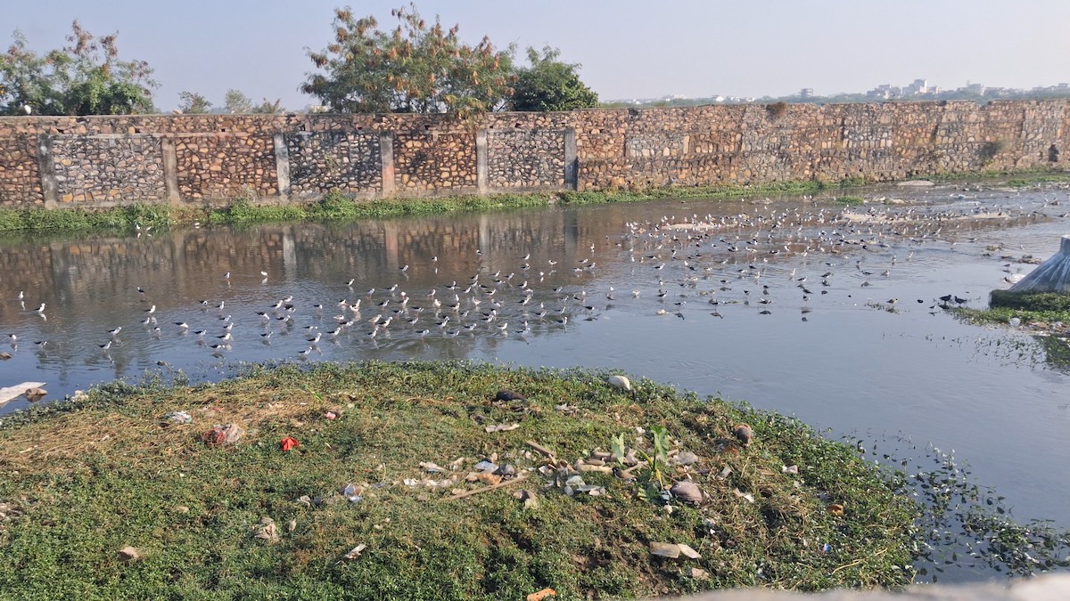 Black-winged Stilt - ML646399387