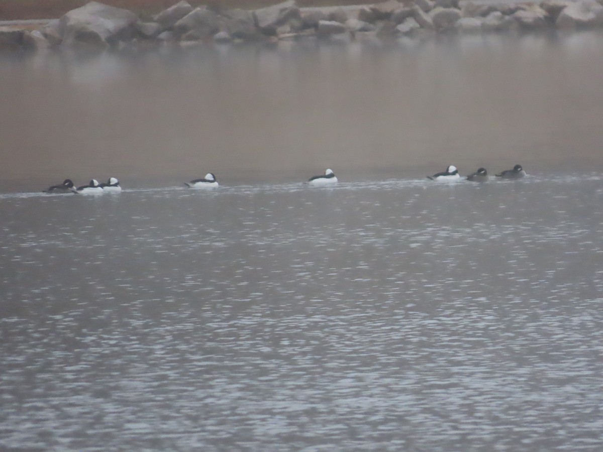 Bufflehead - ML646399388