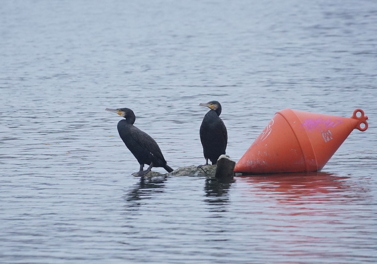 Большой баклан - ML646399389