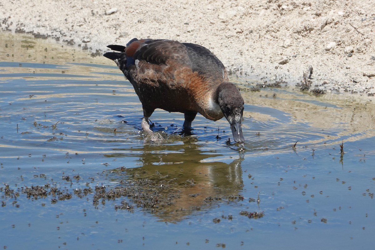 Australian Shelduck - ML646399390