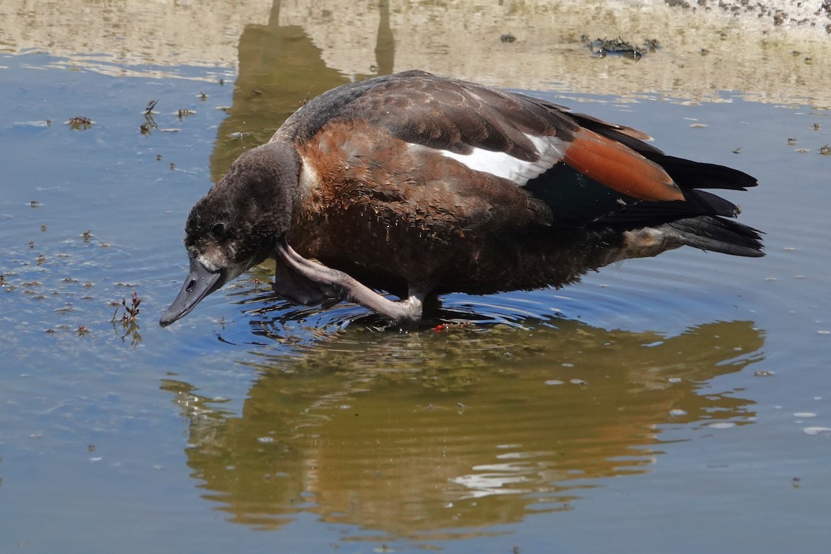 Australian Shelduck - ML646399391
