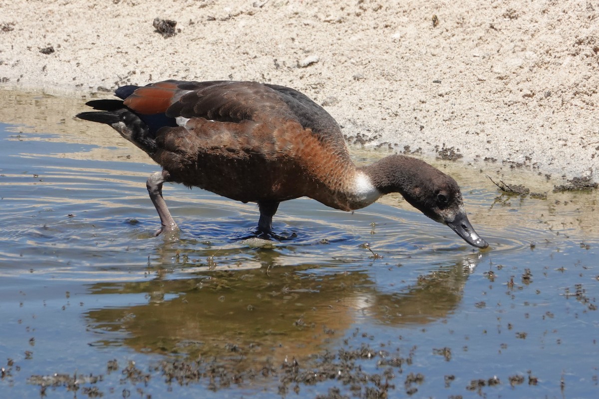 Australian Shelduck - ML646399392