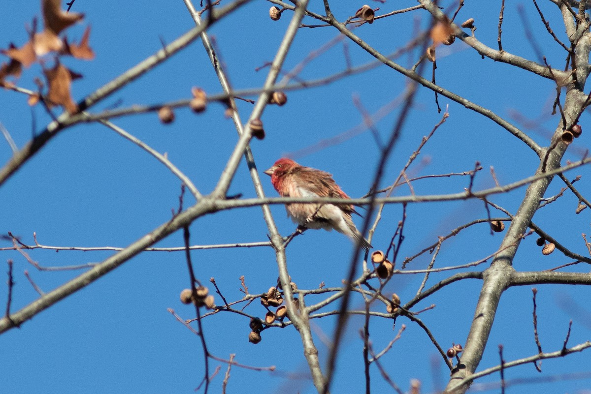 Purple Finch - ML646399393