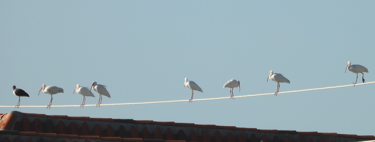 White Ibis - ML646399394