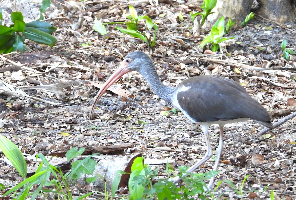 White Ibis - ML646399395