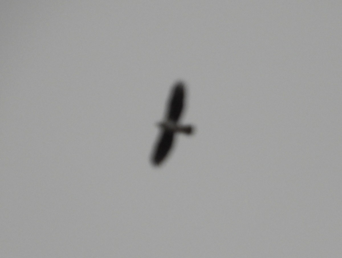 Bonelli's Eagle - ML646399397