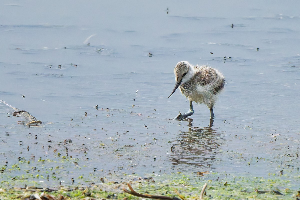 tenkozobec opačný - ML646399398