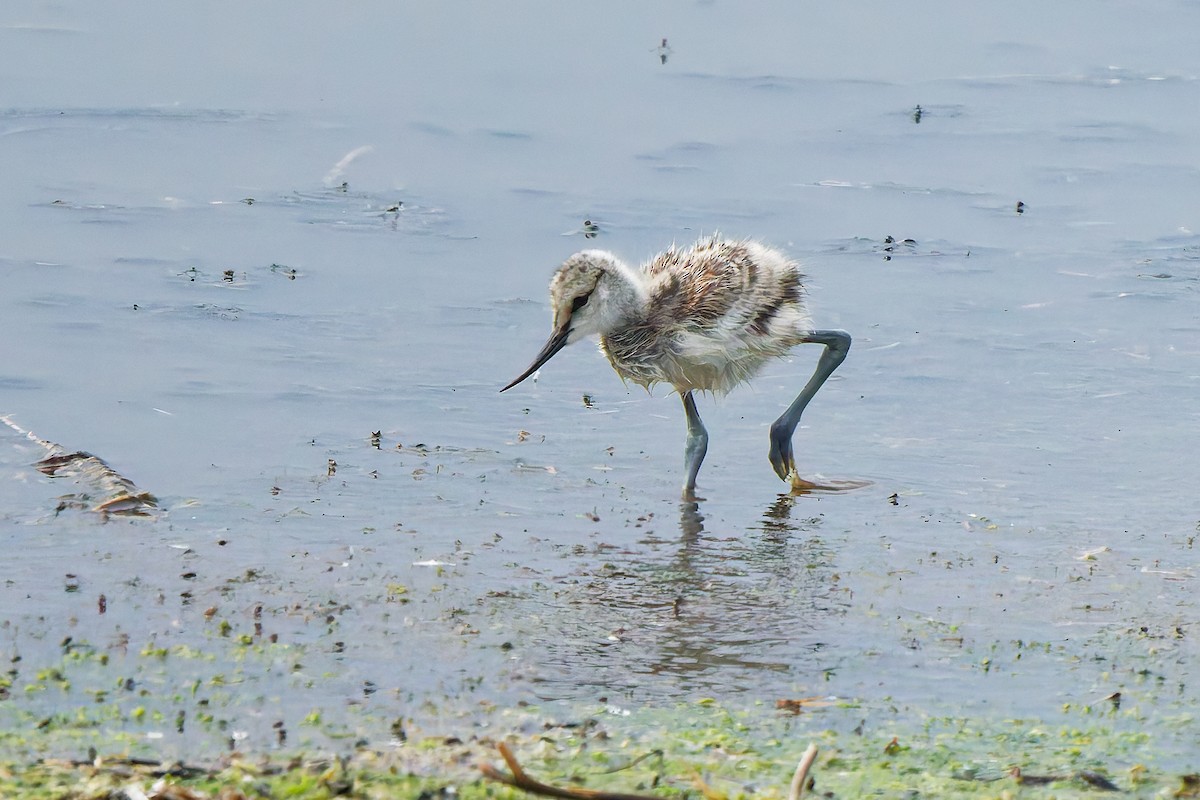 tenkozobec opačný - ML646399399