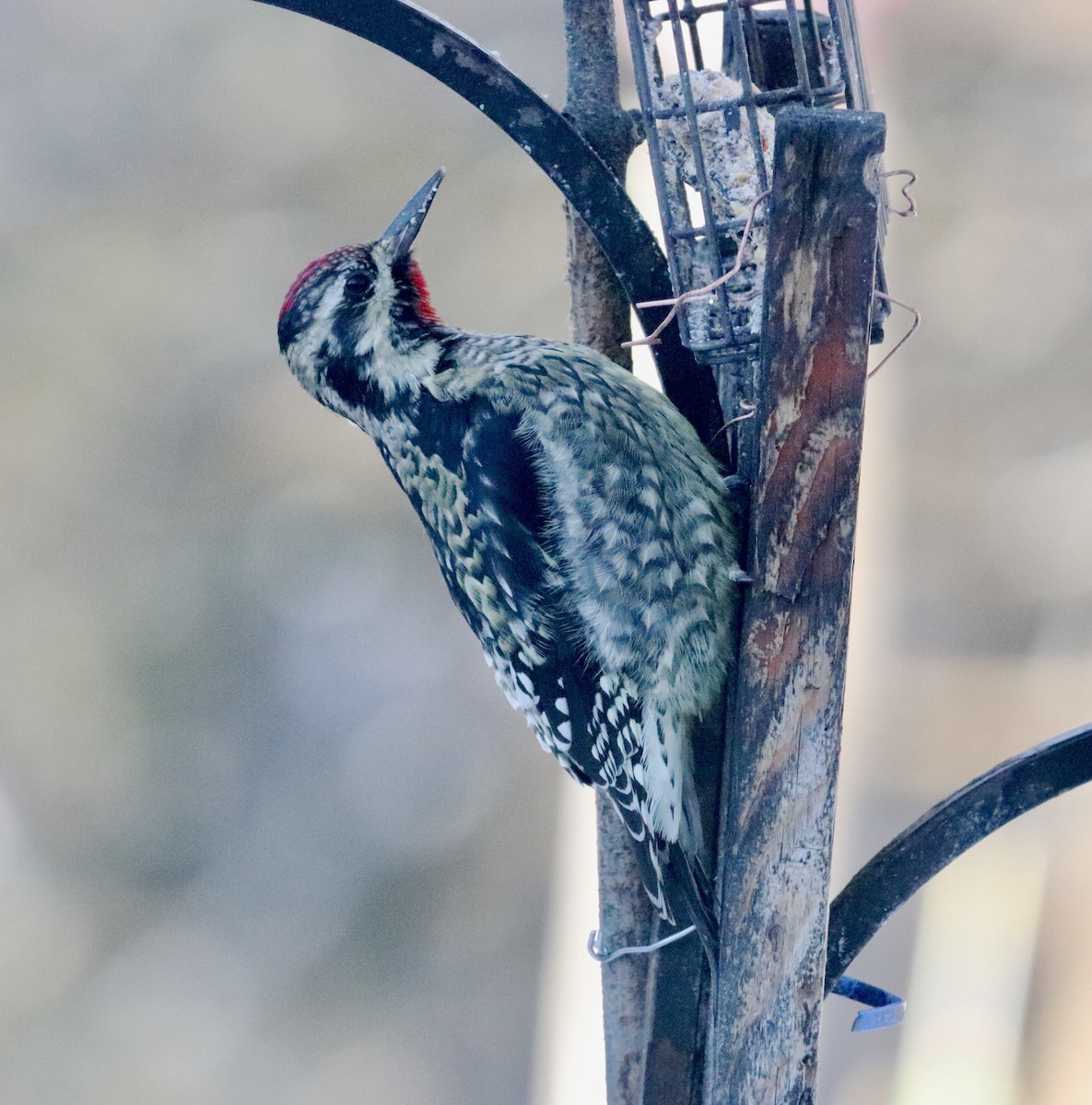 シルスイキツツキ - ML646399400