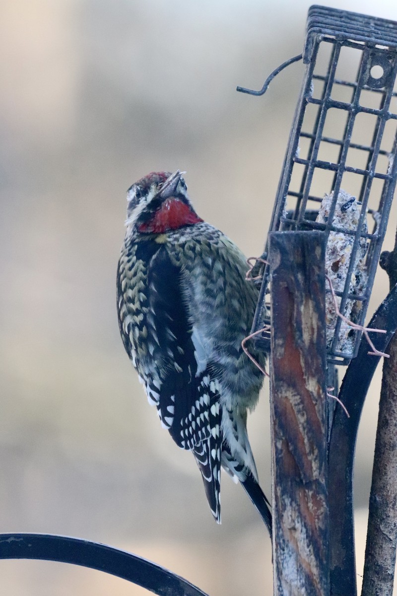 シルスイキツツキ - ML646399402