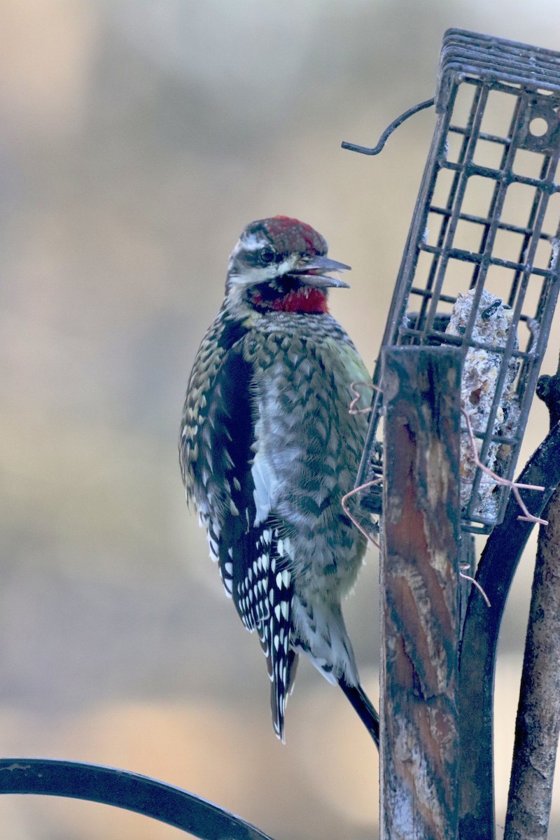 シルスイキツツキ - ML646399403