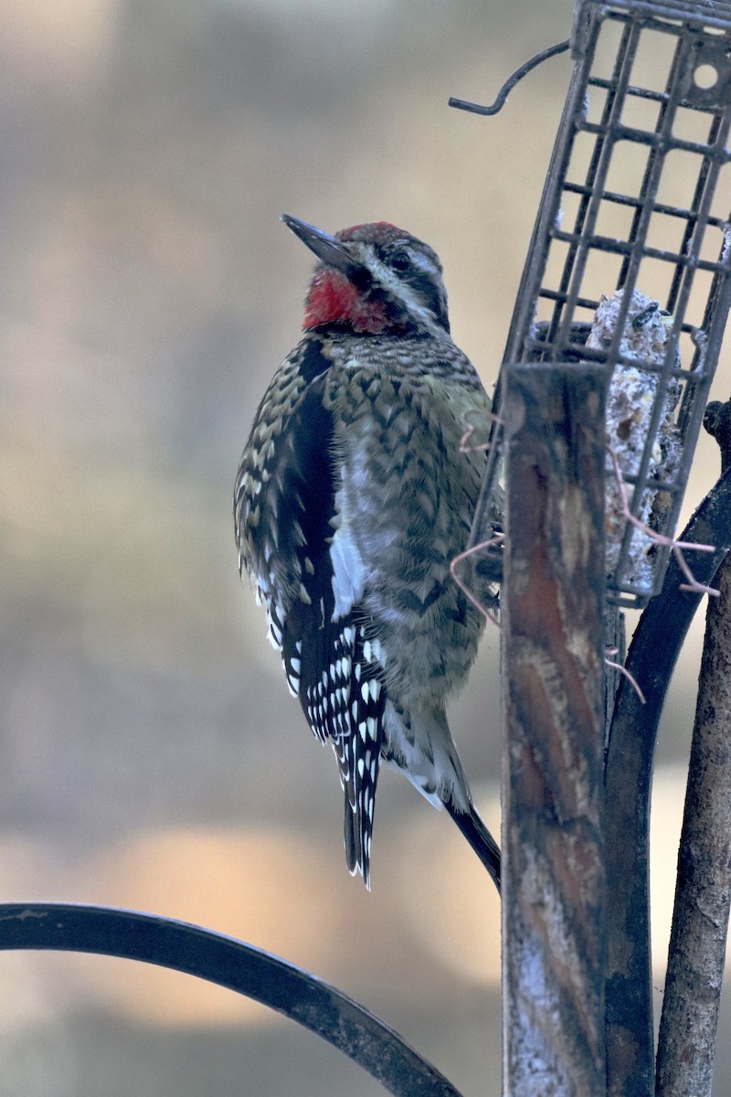 シルスイキツツキ - ML646399404