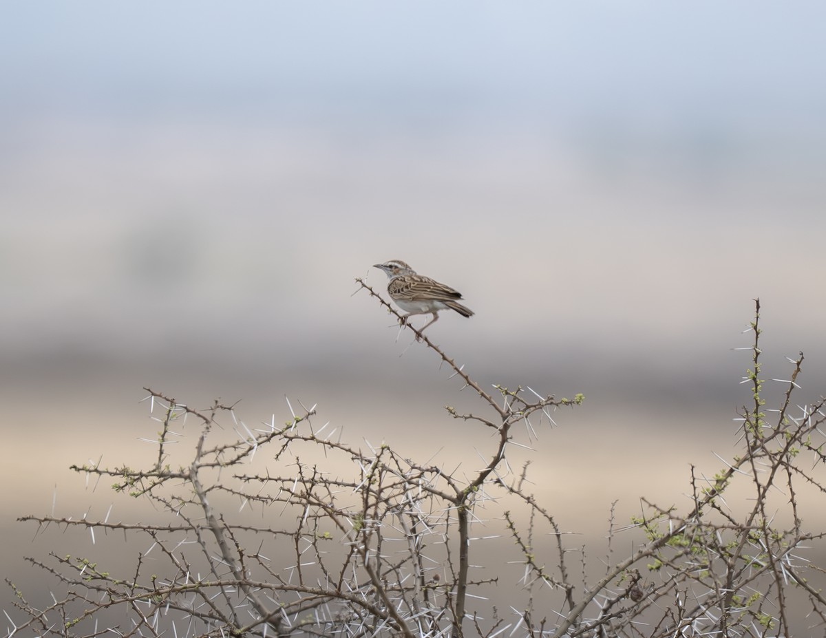 Fawn-colored Lark - ML646399405