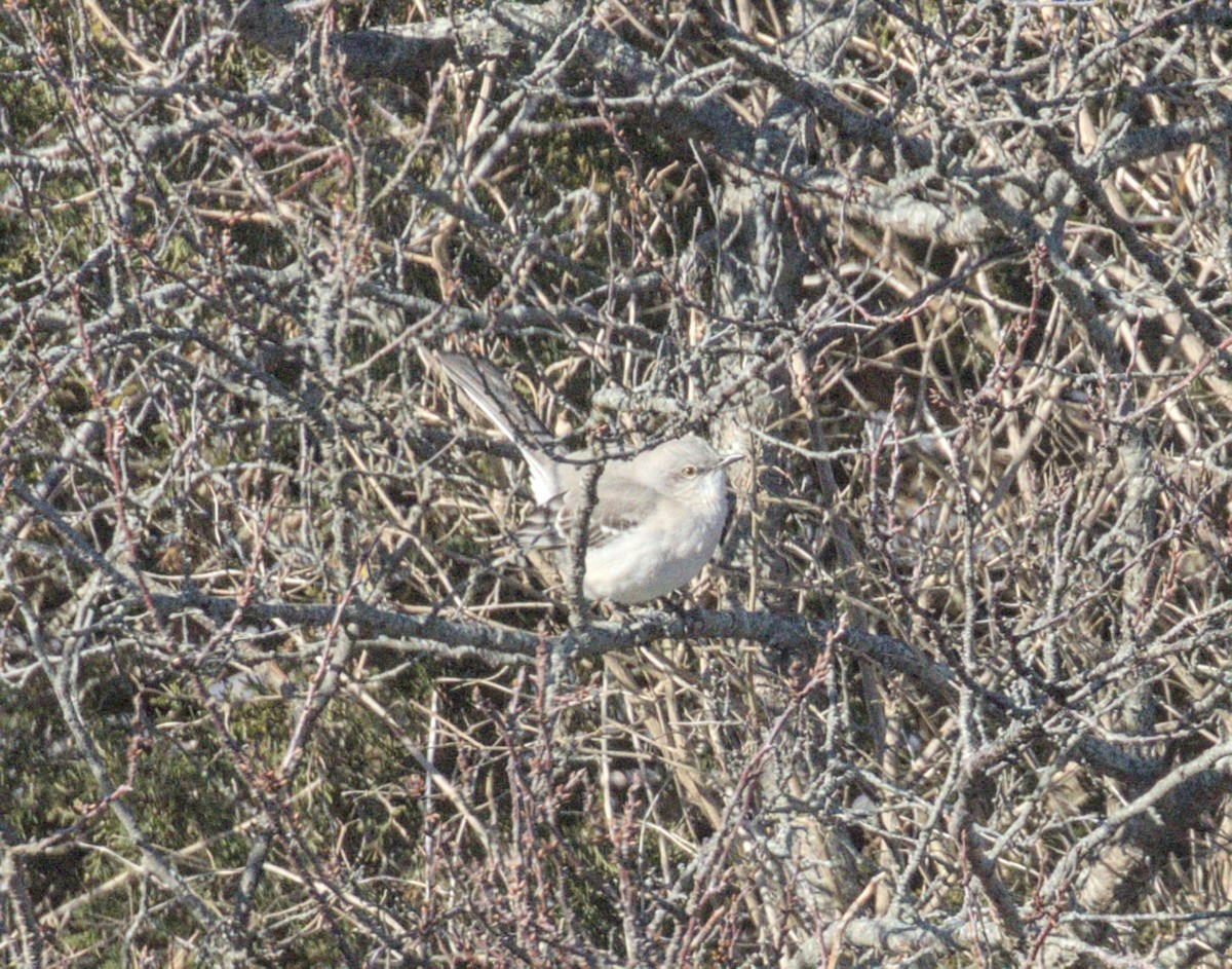 Northern Mockingbird - ML646399416