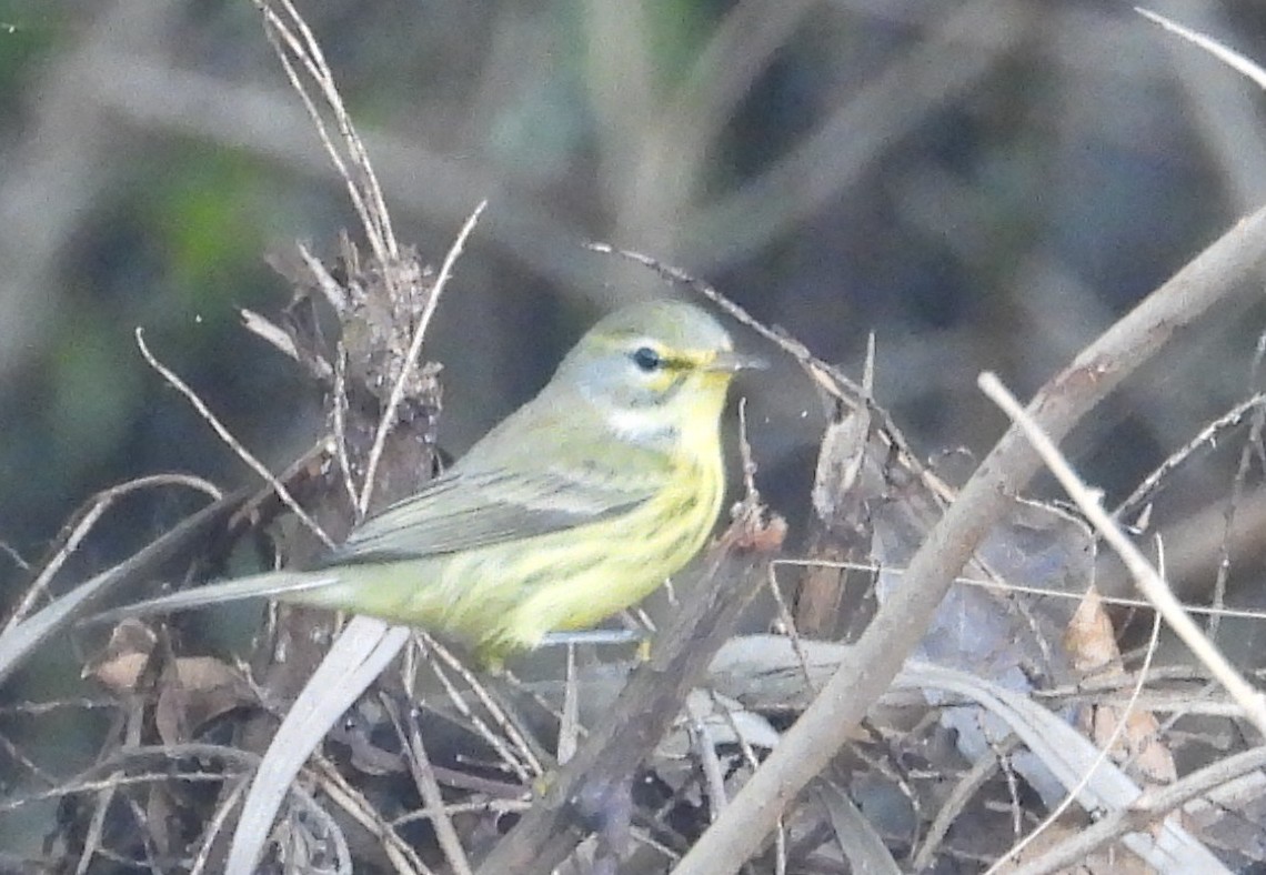 Prairie Warbler - ML646399419