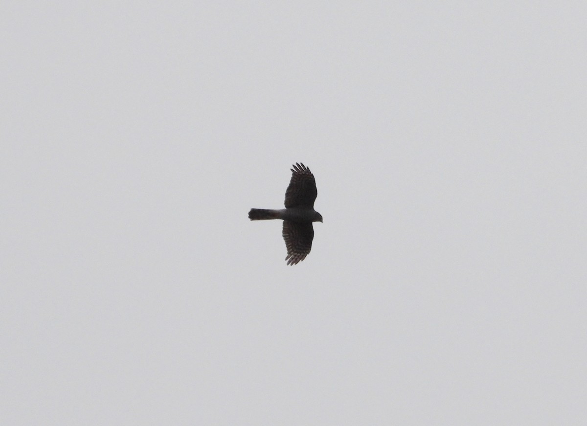 Eurasian Sparrowhawk - ML646399420