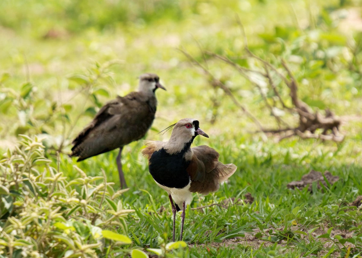 Southern Lapwing - ML646399421