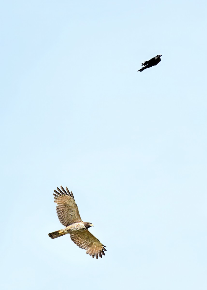 Yol Şahini [pucherani grubu] - ML646399422