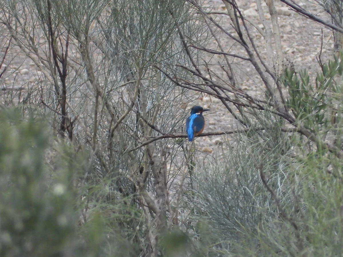 Common Kingfisher - ML646399424
