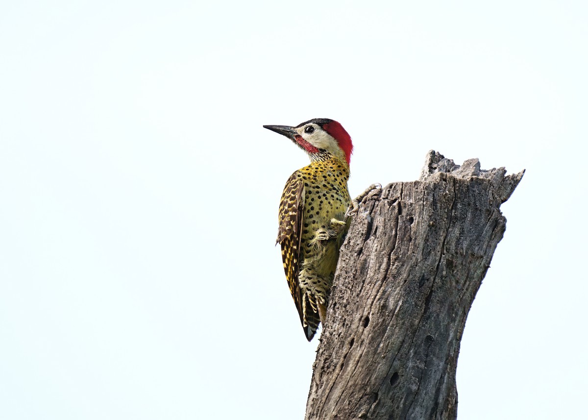 Green-barred Woodpecker - ML646399427